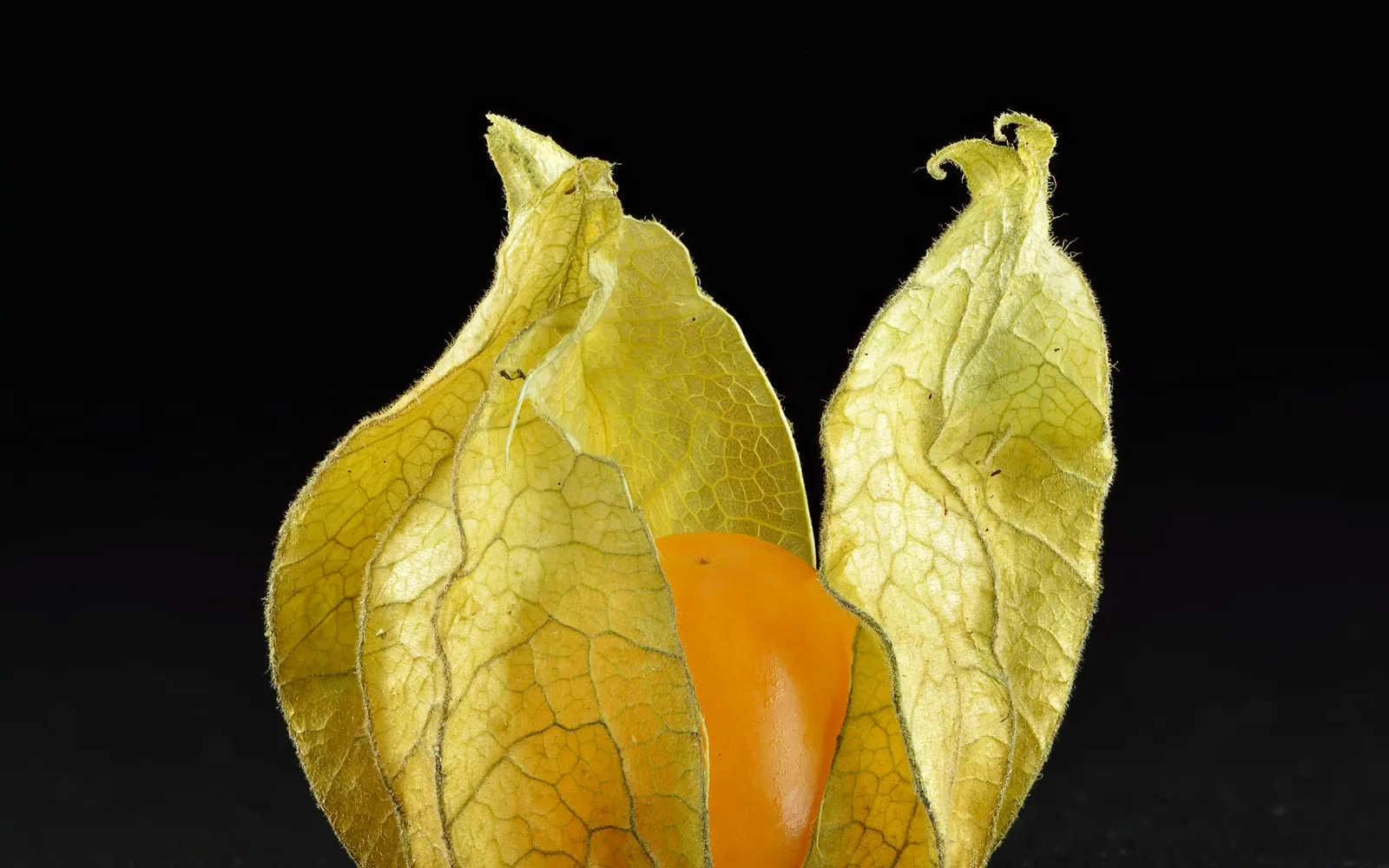 A cape gooseberry husk split open to show the orange berry inside, the papery calyx veined and translucent