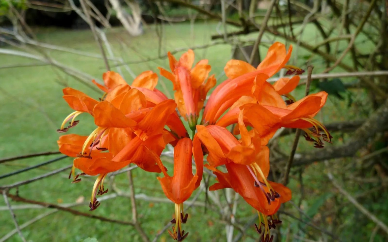 A cluster of vivid orange-red tubular Cape honeysuckle flowers with long protruding stamens