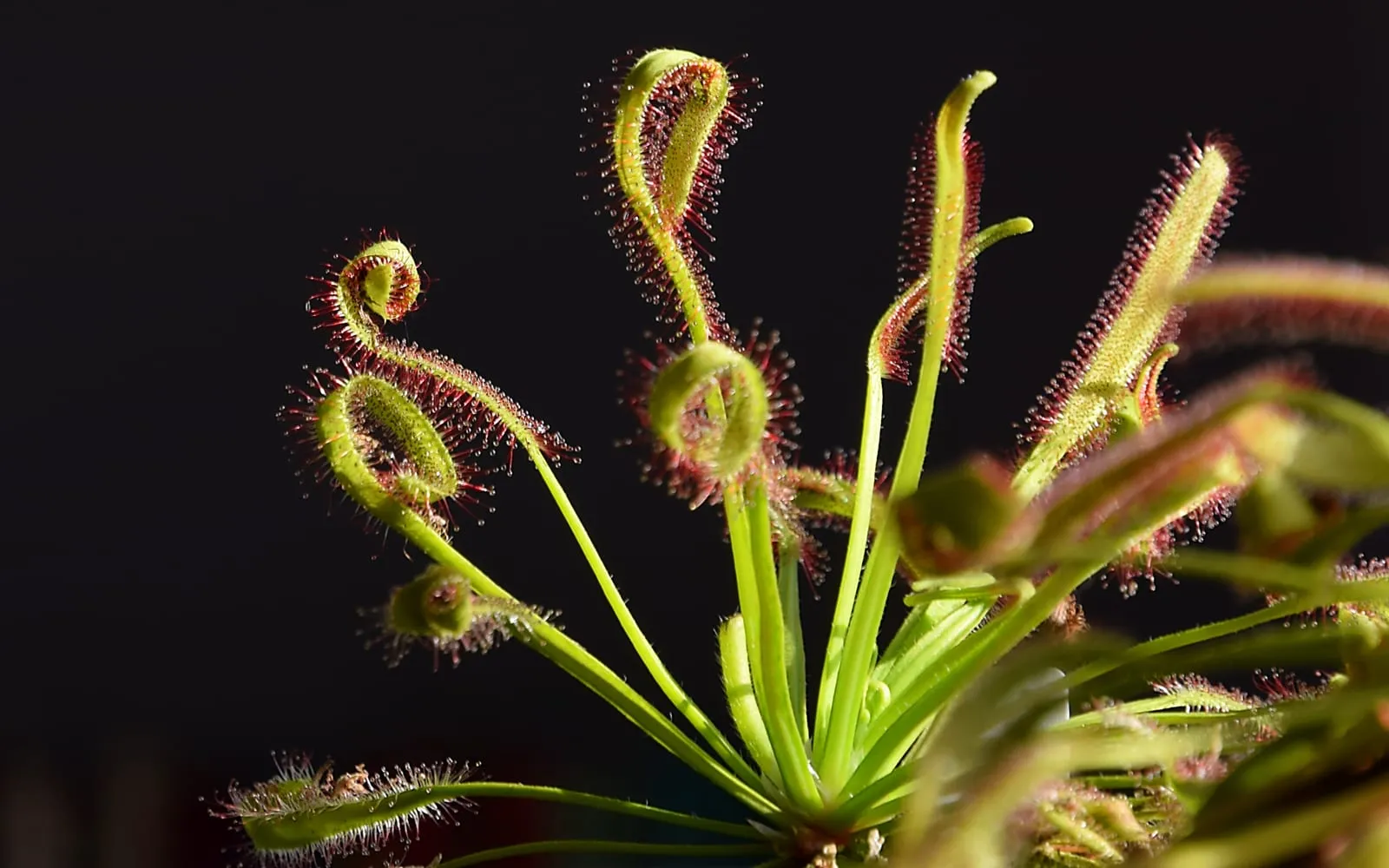 Several cape sundew leaves at different stages of unfurling from a tight fiddlehead curl, each covered in red-tentacled glandular hairs