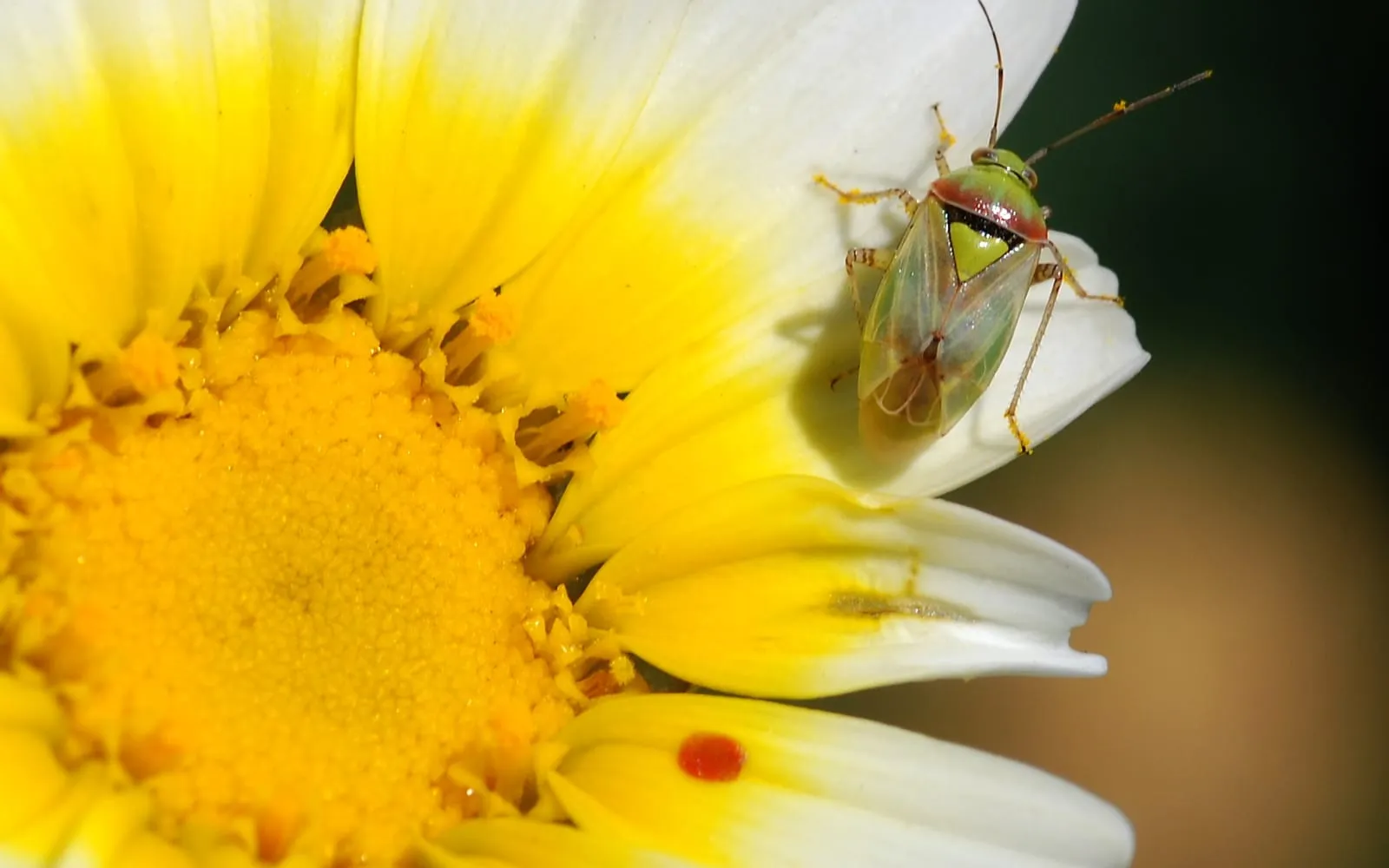 A slender green bug with reddish-brown markings and long antennae standing on the white petals of a daisy flower
