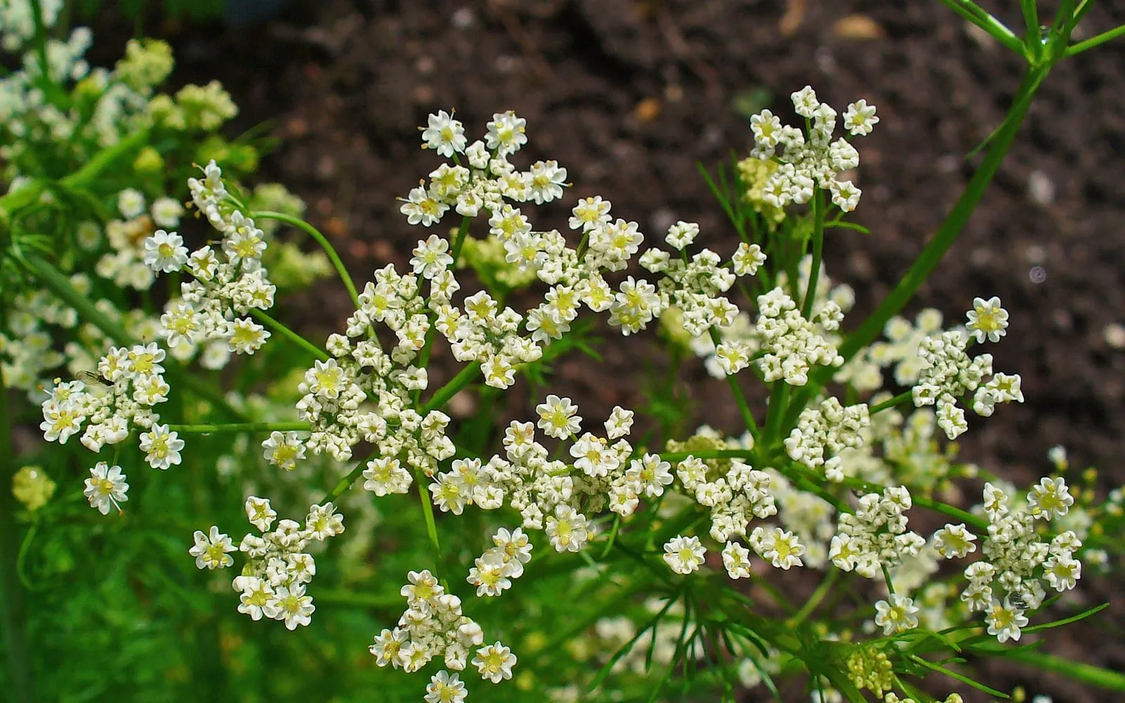 Caraway growing in the ground, with flat white umbels above ferny leaves