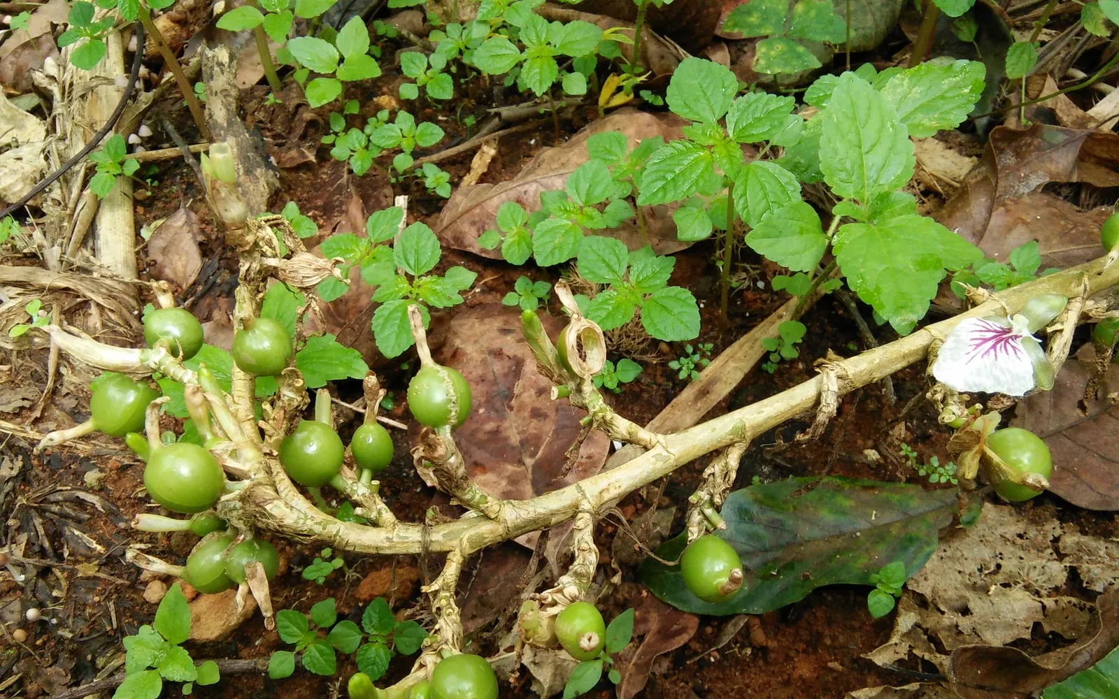 A cardamom flower stalk sprawling along the ground with green pods and a white flower