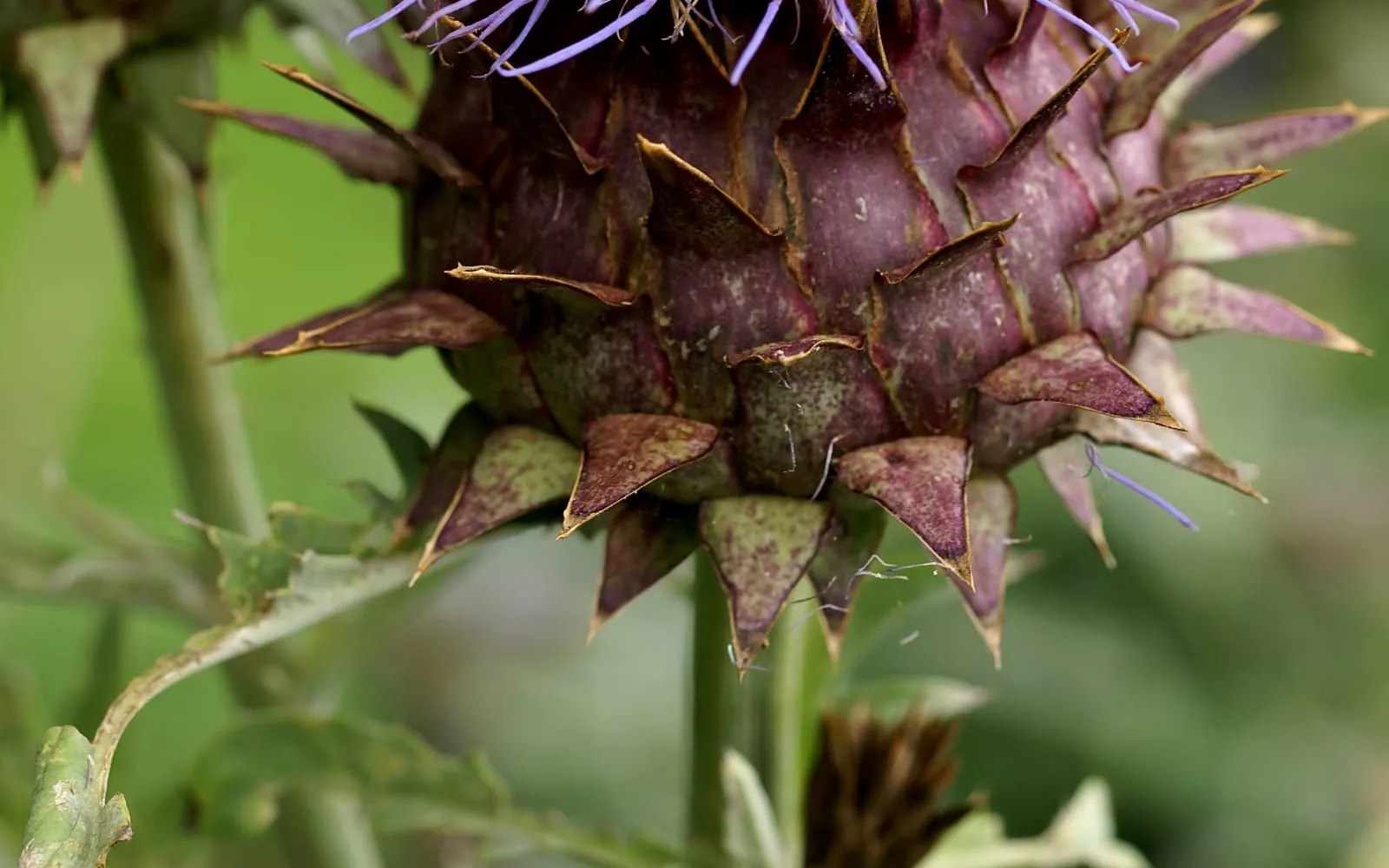 A cardoon flower head opening, purple-tinged spiny bracts below the first lavender florets