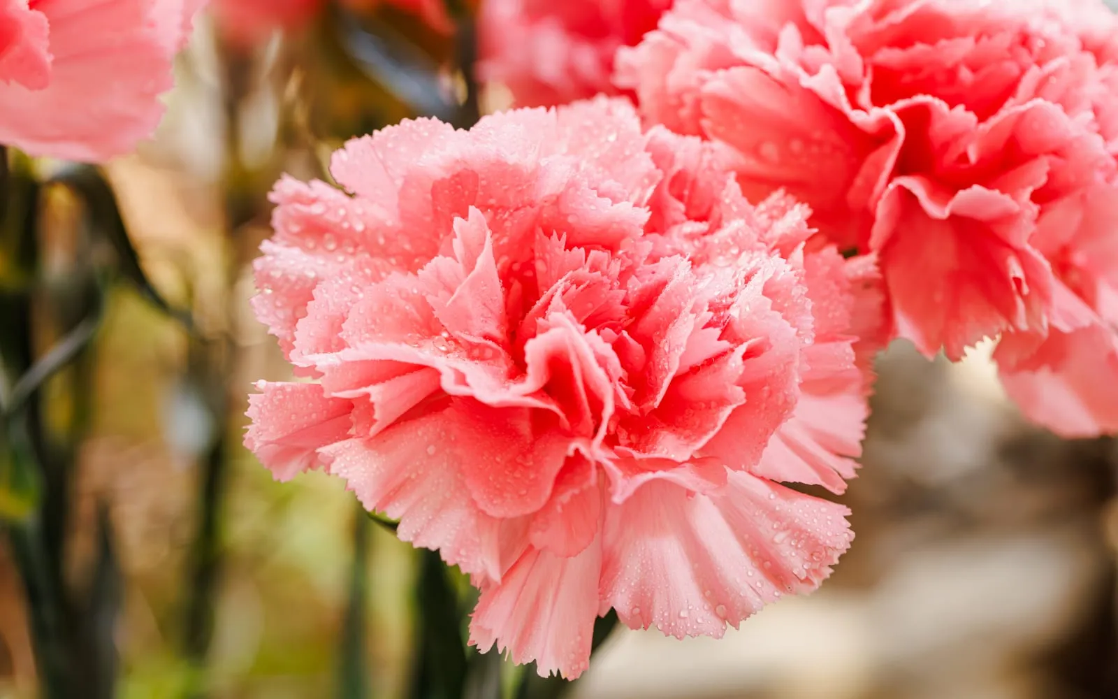 Pink carnation flowers with densely ruffled fringed petals, wet with dew