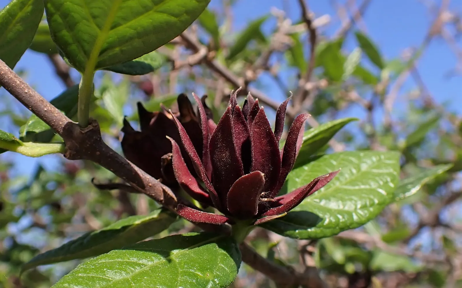 A maroon Carolina allspice flower with many narrow, strap-shaped petals in a loose spiral, among glossy opposite leaves