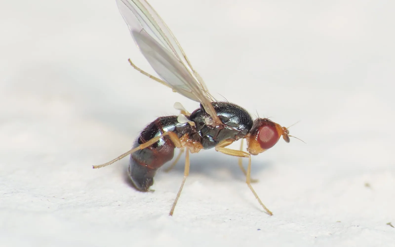 A small shiny black fly with a reddish-brown head, red eyes and pale yellow legs, standing on a white surface