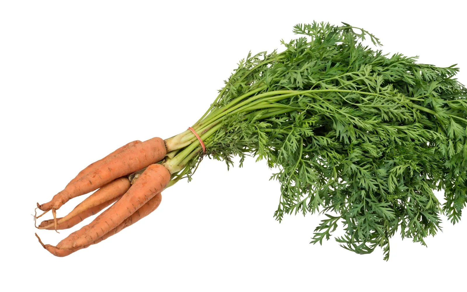 A bundle of freshly pulled orange carrots with their green ferny tops still attached