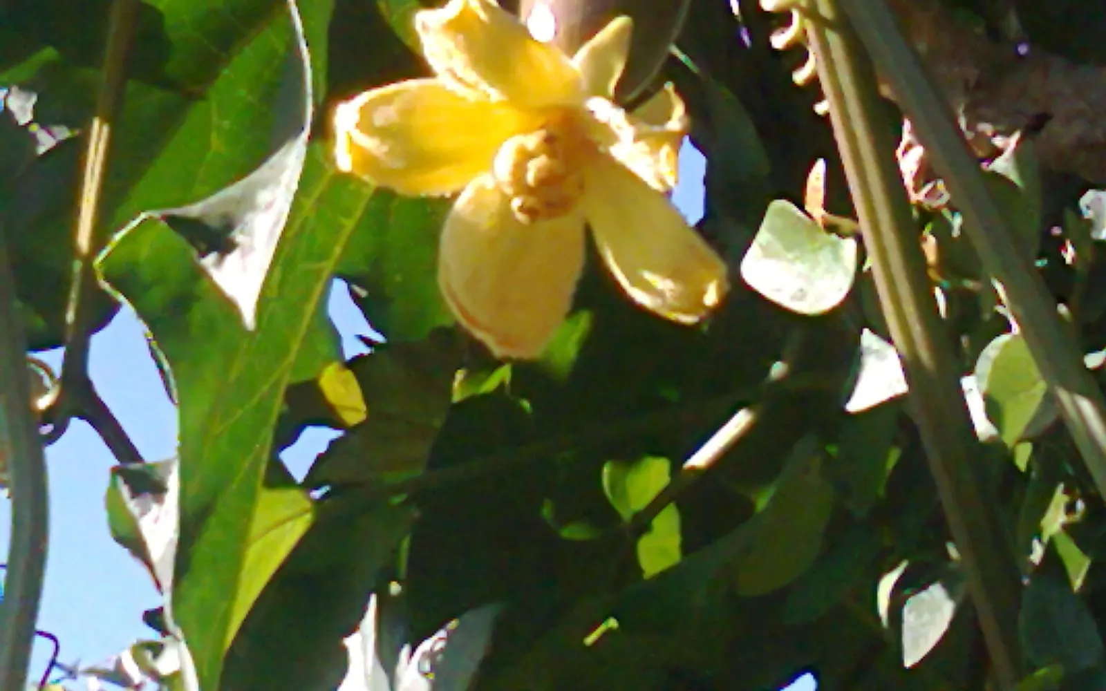 A yellow casabanana flower open on the vine with a developing fruit alongside it