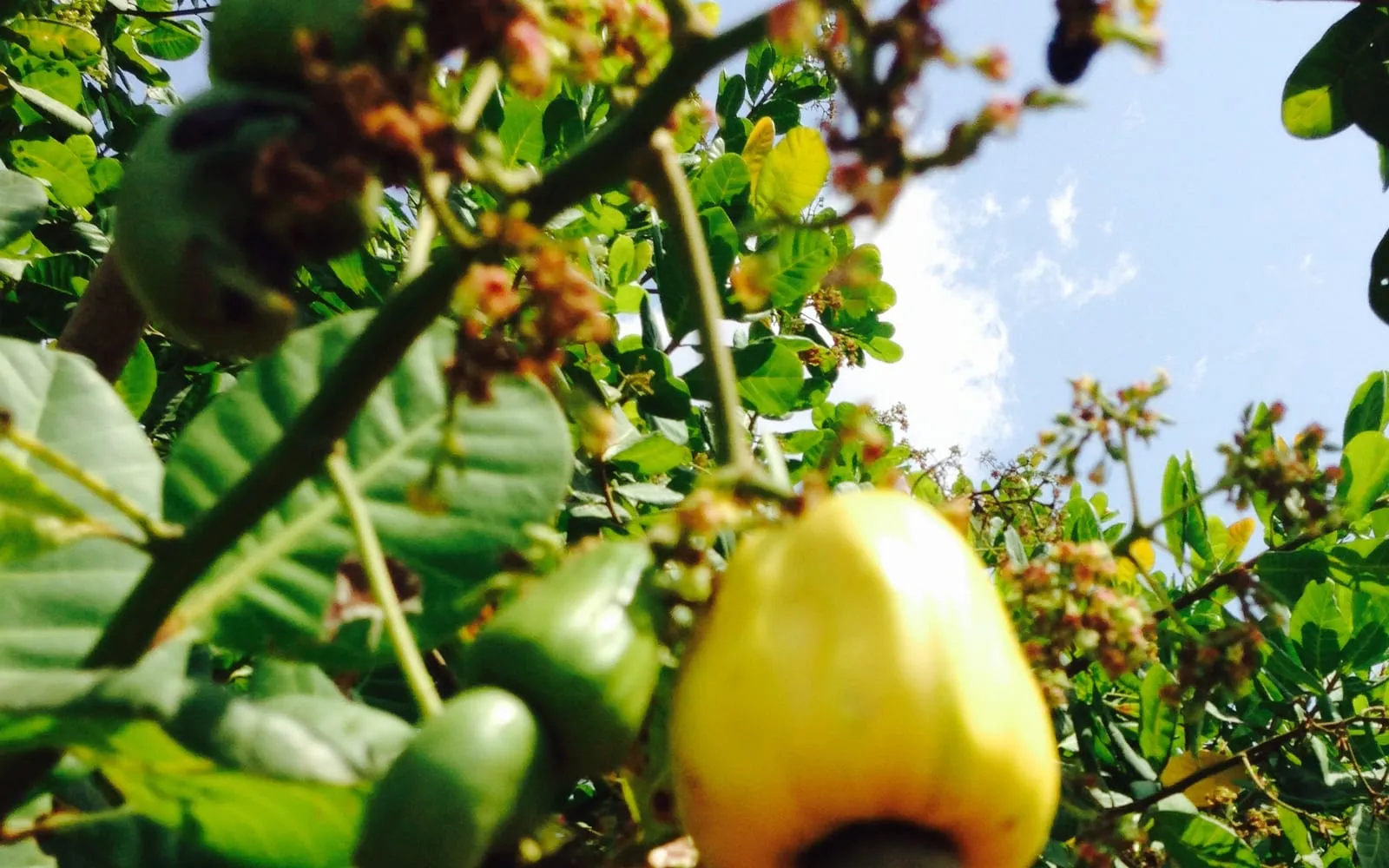 A ripe yellow cashew apple with the grey kidney-shaped nut hanging beneath it