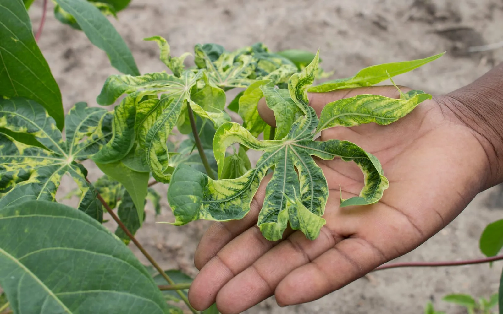 A hand holding a cassava shoot whose leaflets are mottled bright yellow-green between the veins, narrowed and twisted out of shape, with a normal dark green leaf on the same plant at the left