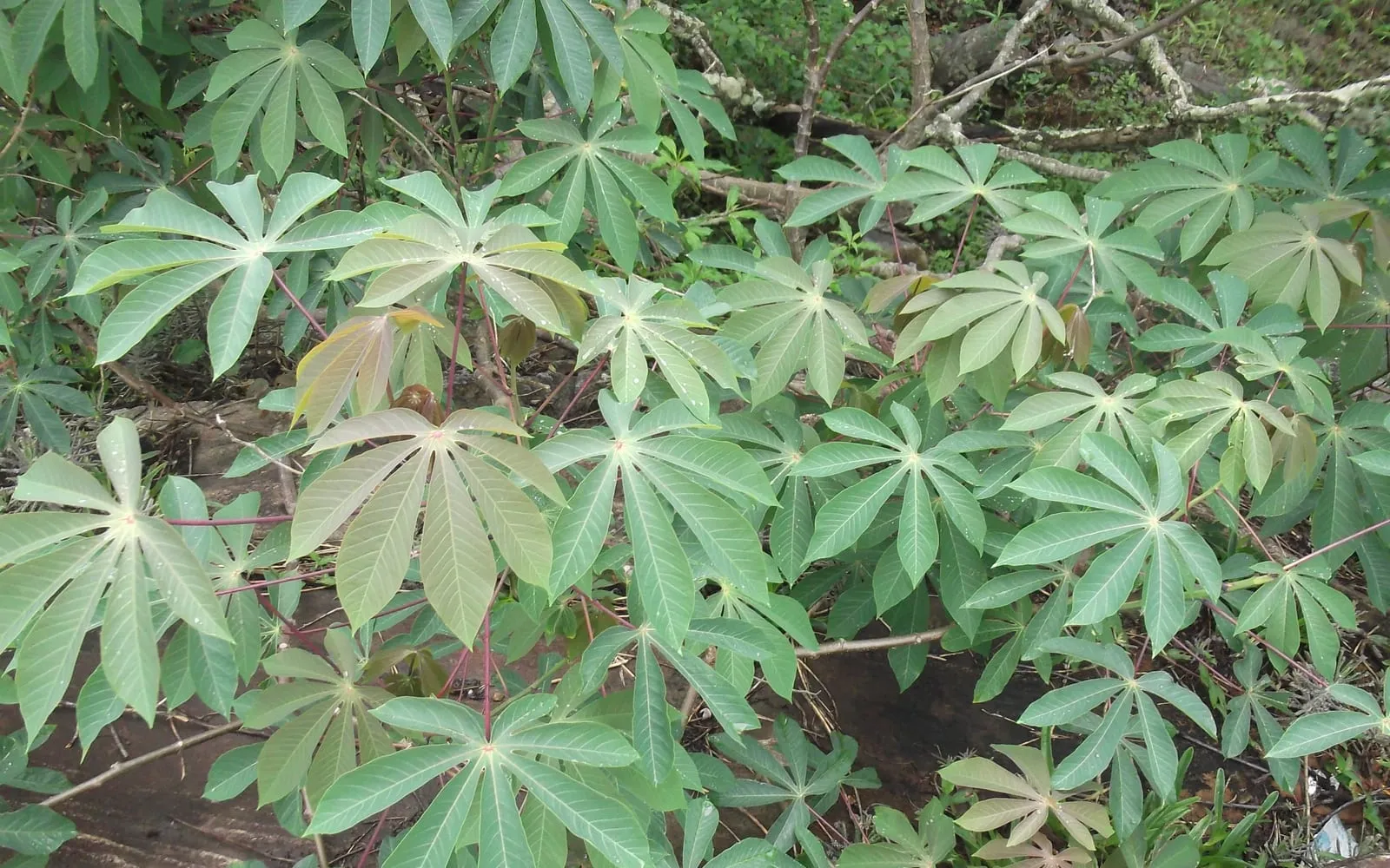 Cassava plants whose leaves are cut to the base into narrow finger-like lobes
