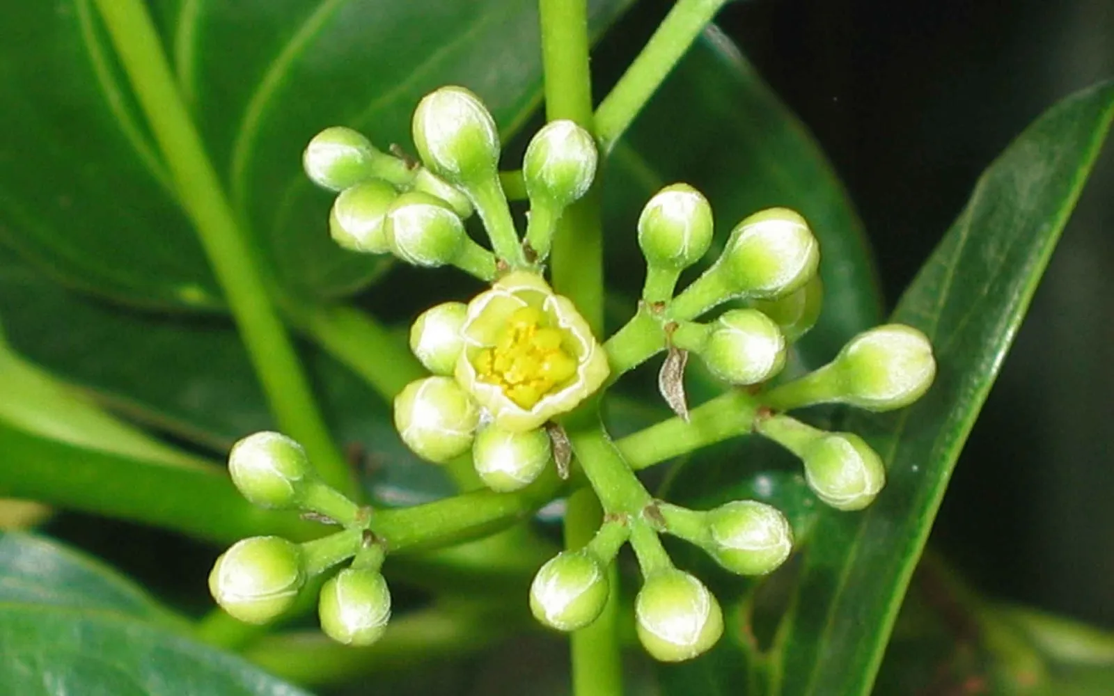 A cassia flower cluster, white-green buds around one open yellow-centred flower