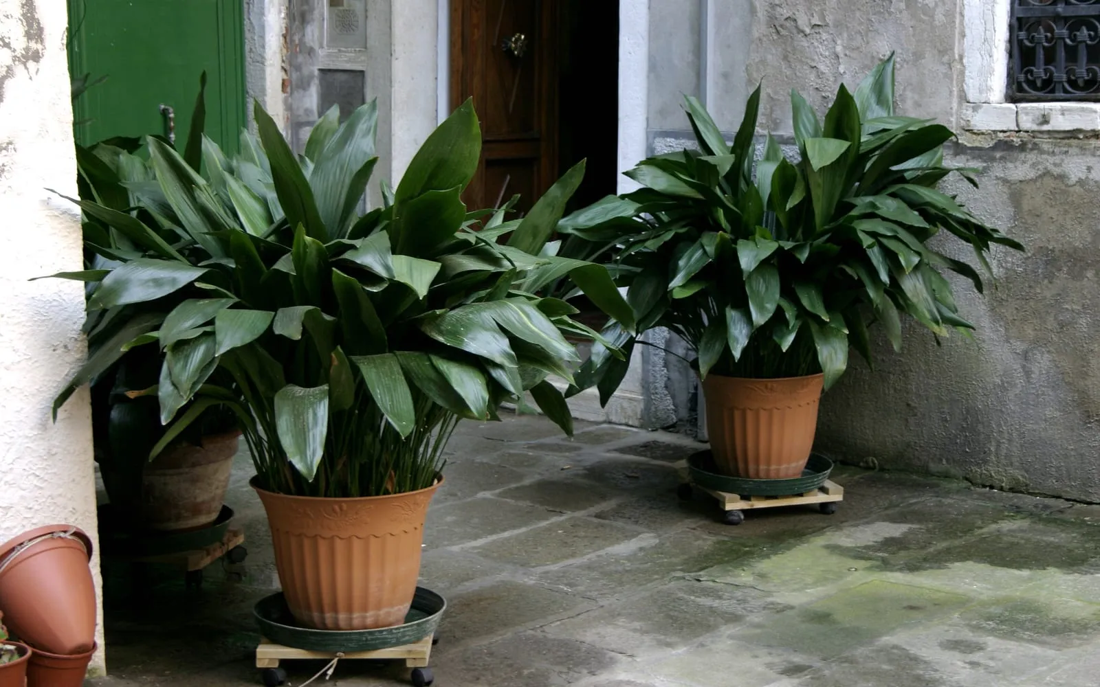 Two large cast iron plants in terracotta pots beside a doorway, their broad dark green leaves arching out from the base