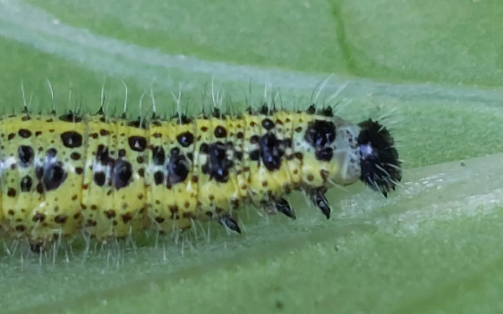 A yellow caterpillar with black blotches and fine pale hairs feeding on a green leaf