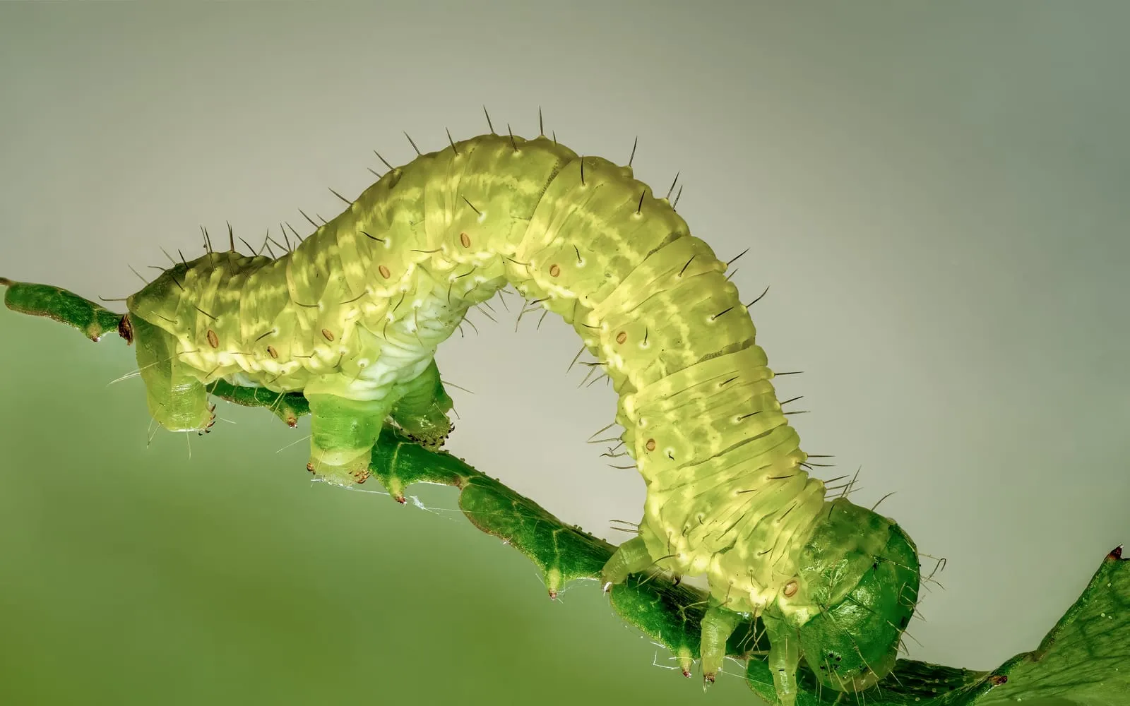 A pale green caterpillar arched into a loop, gripping a leaf edge with legs at each end of the body and none in between