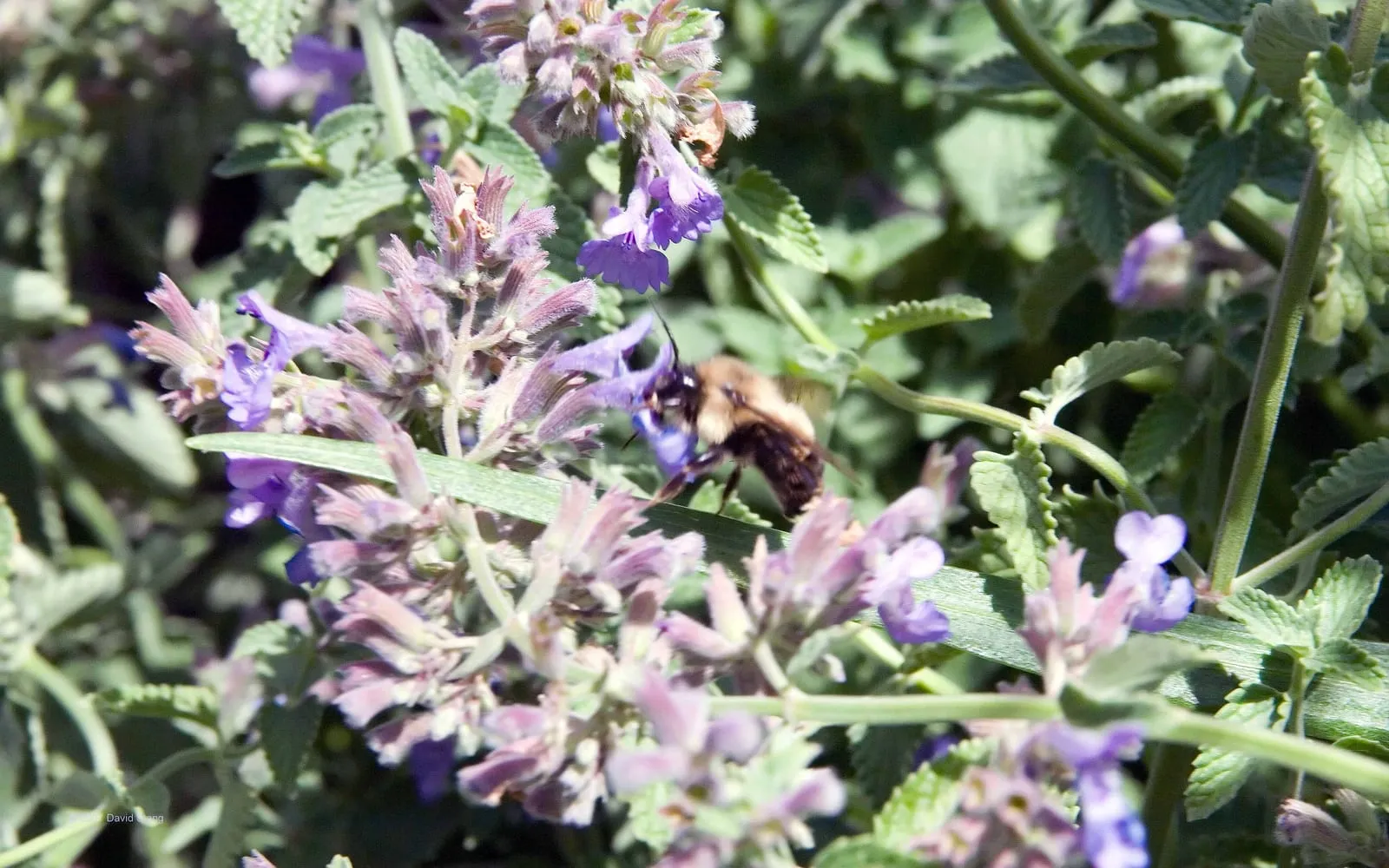 Purple two-lipped catmint flowers on grey-green foliage with a bumblebee feeding
