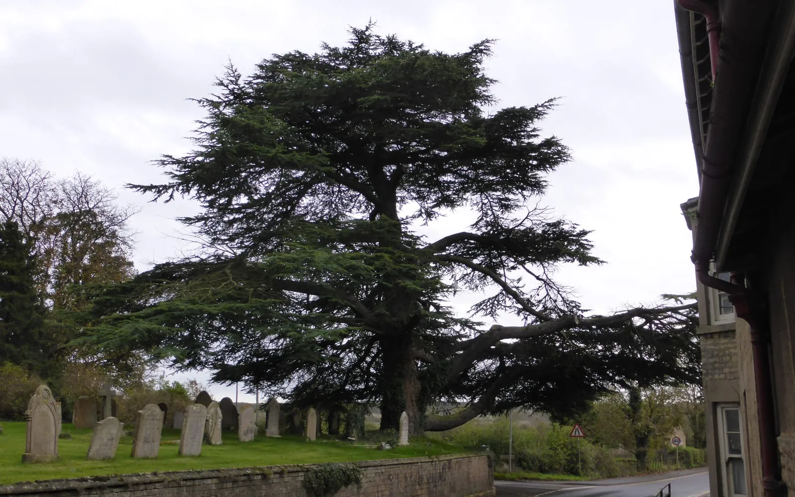 A mature cedar of Lebanon with a wide, flat-topped crown built from level, tiered branches, standing over a churchyard