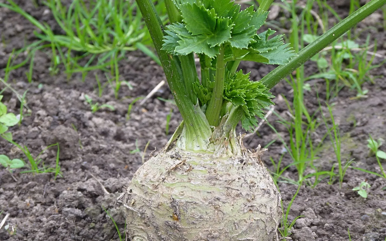 A knobbly celeriac crown sitting at soil level with divided celery-like foliage rising from it