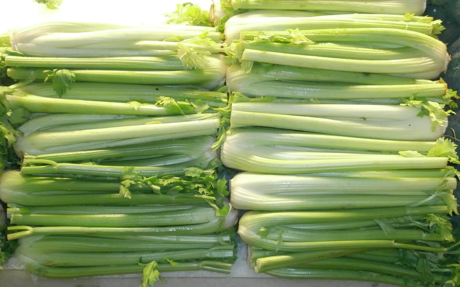 Stacked heads of celery, the ribbed stalks blanched pale at the base under a tuft of leaves