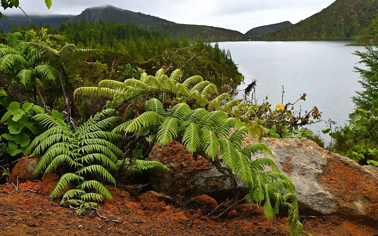 A long, arching, glossy dark green chain fern frond growing among volcanic rock above a crater lake.