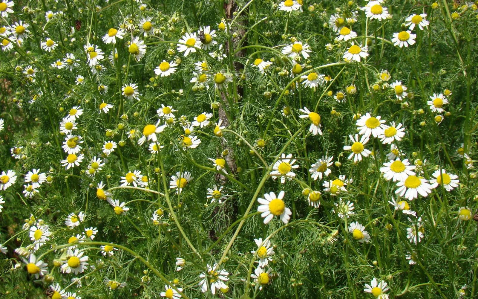 A mass of German chamomile in flower above feathery foliage