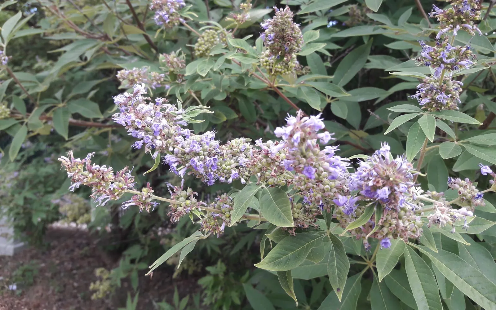 Lavender-blue chaste tree flower spikes above hand-shaped leaves