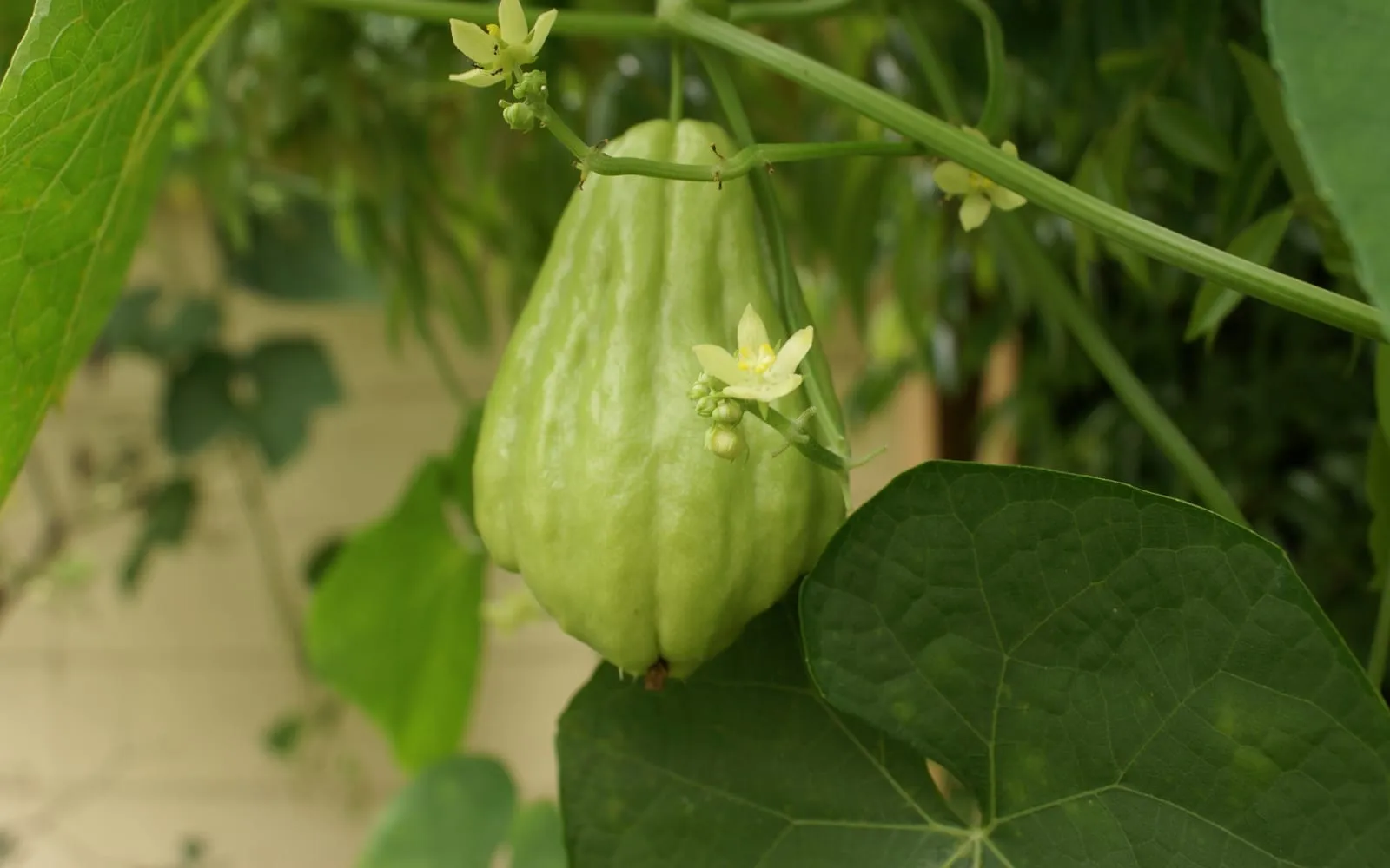 A pale green chayote hanging on the vine, with small flowers and heart-shaped leaves