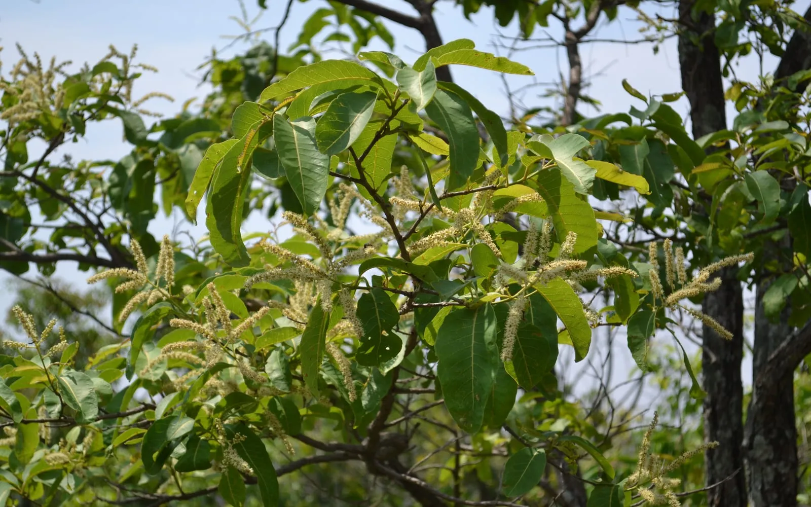 A flowering chebulic myrobalan branch with glossy elongated leaves and pale cream flower spikes