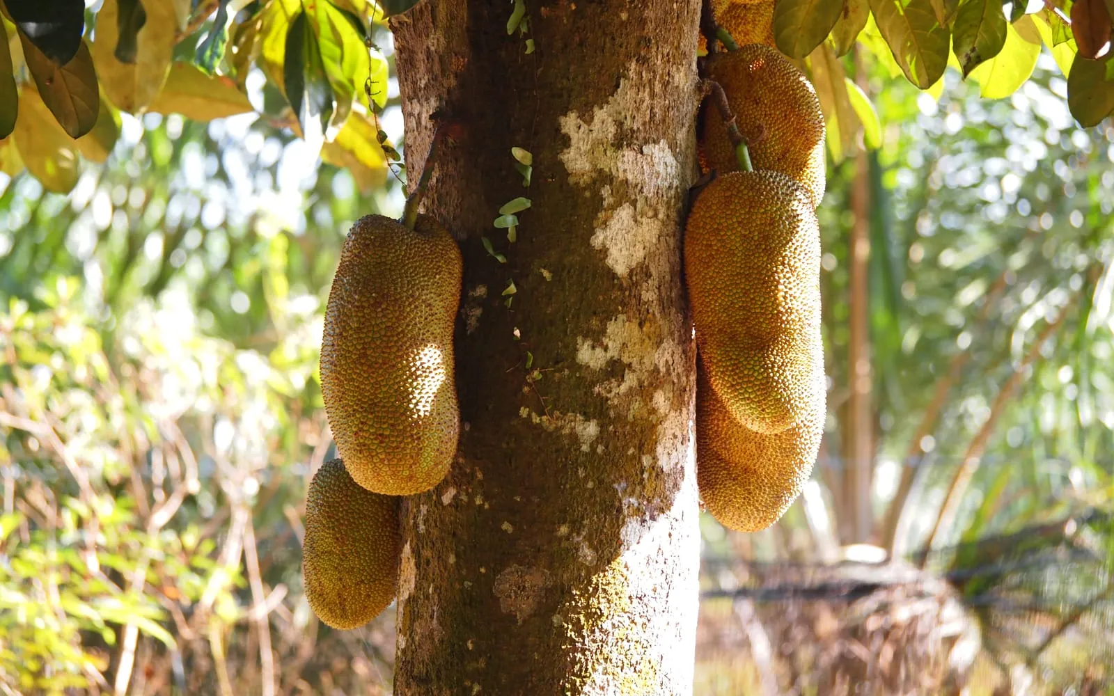 Cylindrical chempedak fruit hanging directly from the trunk of the tree