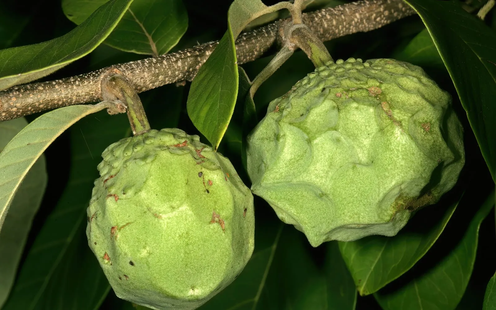 Two green cherimoya on the branch, the skin patterned in overlapping scales