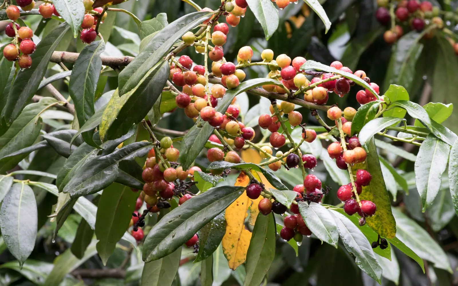 Cherry laurel branches carrying upright spikes of fruit ripening through yellow and red to black, among broad glossy evergreen leaves