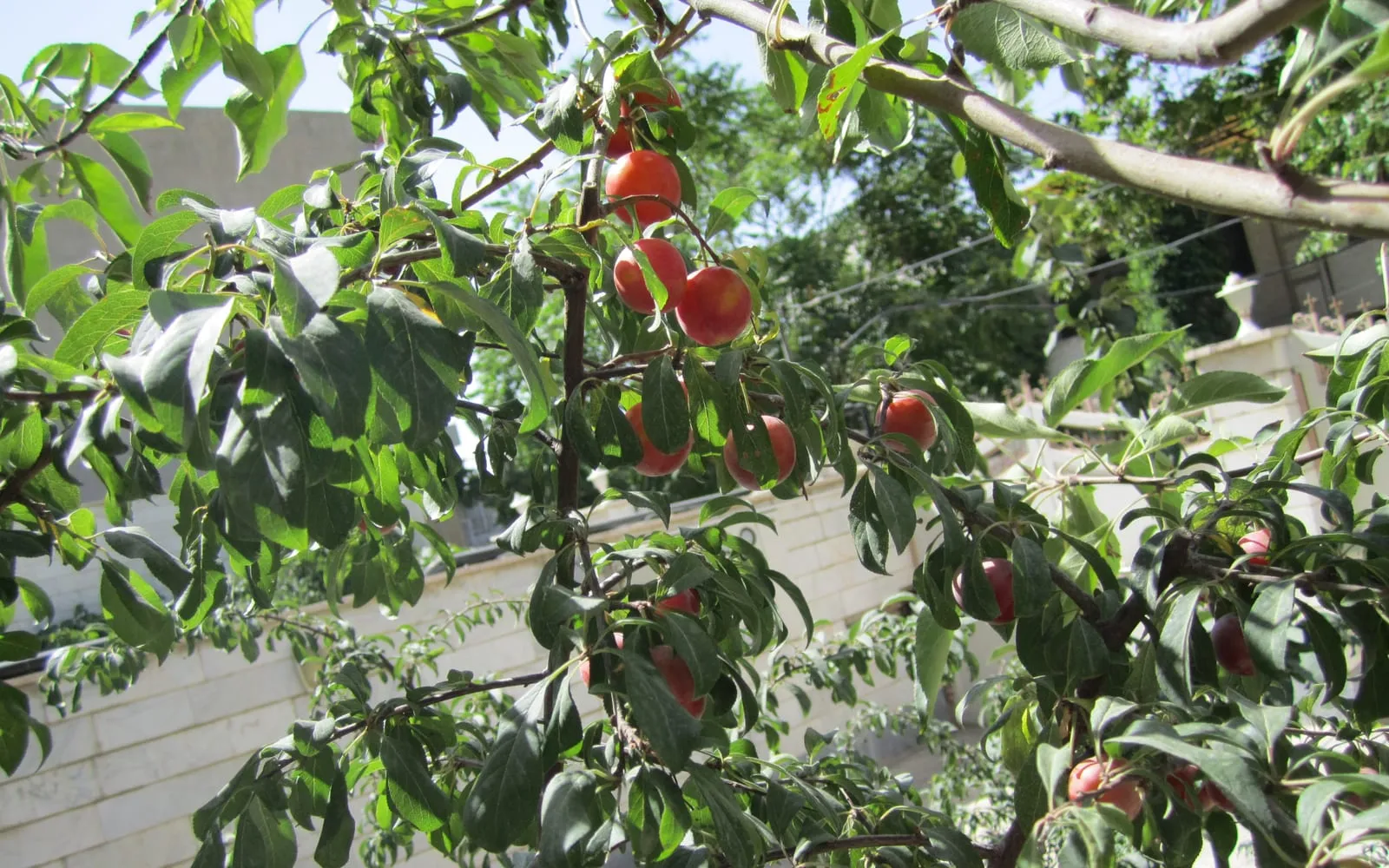 Ripe red cherry plums hanging on the tree