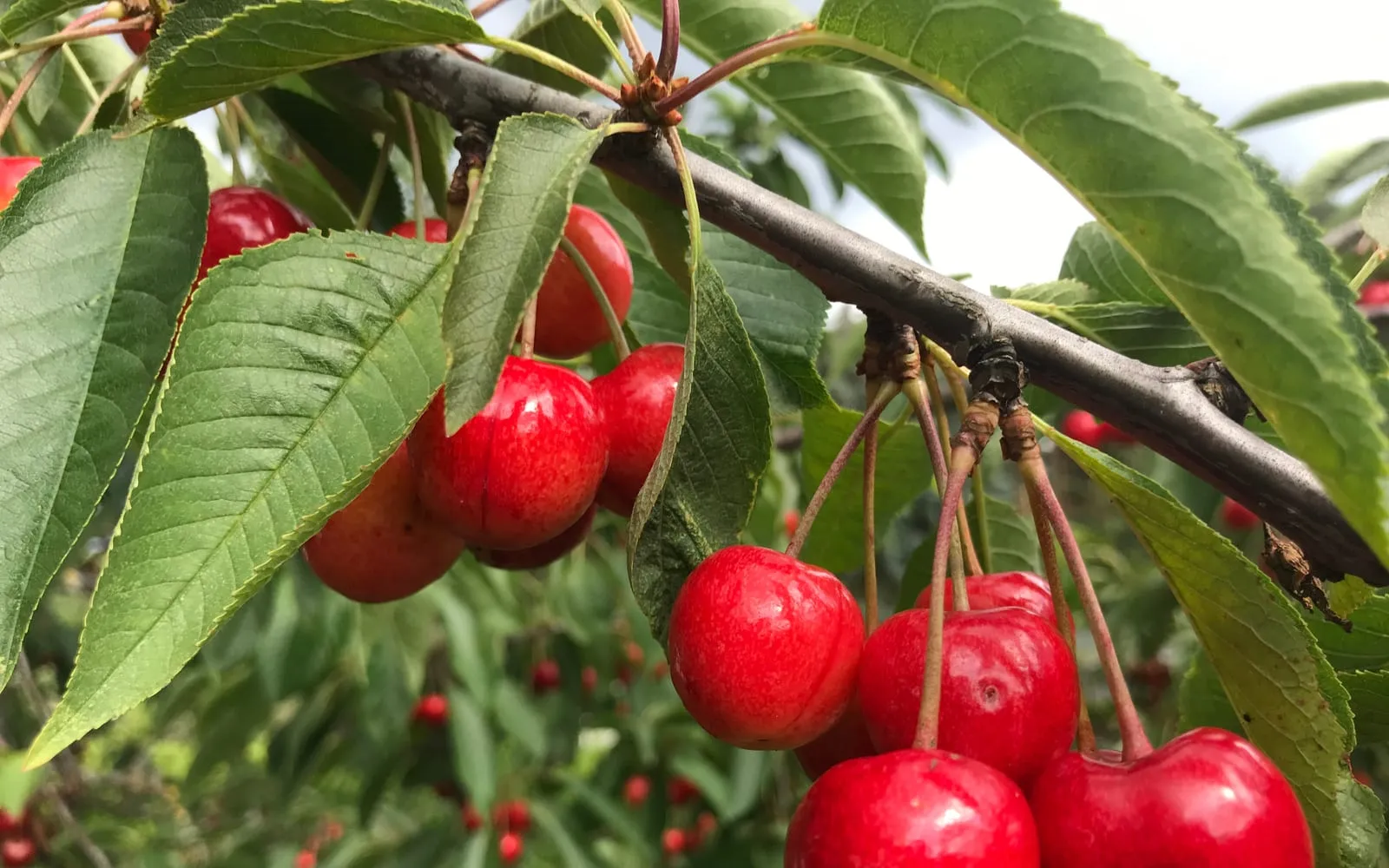 Bright red cherries hanging in clusters on their long stalks among the toothed green leaves of the tree