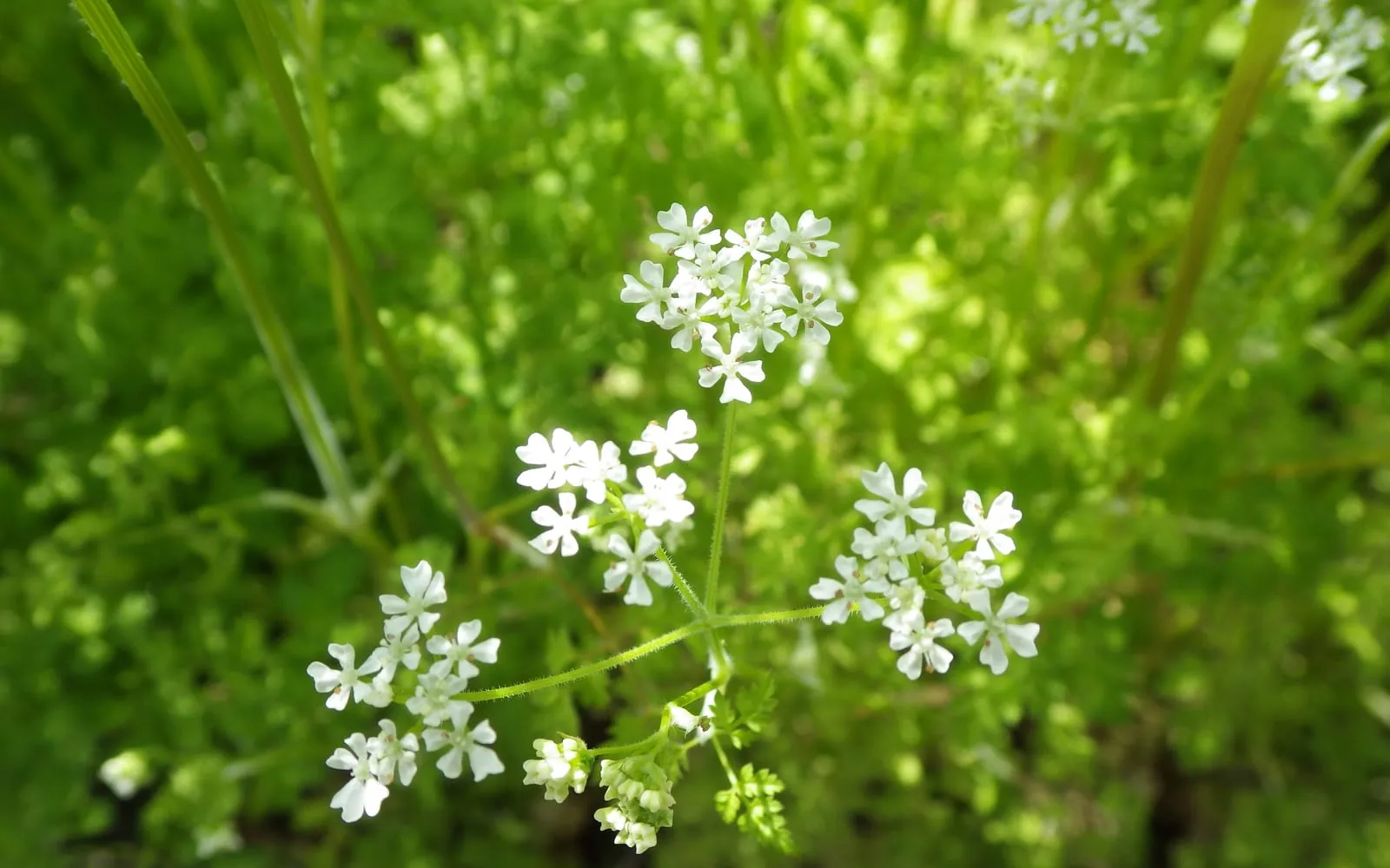 Chervil in flower, with flat white umbels above finely cut ferny foliage