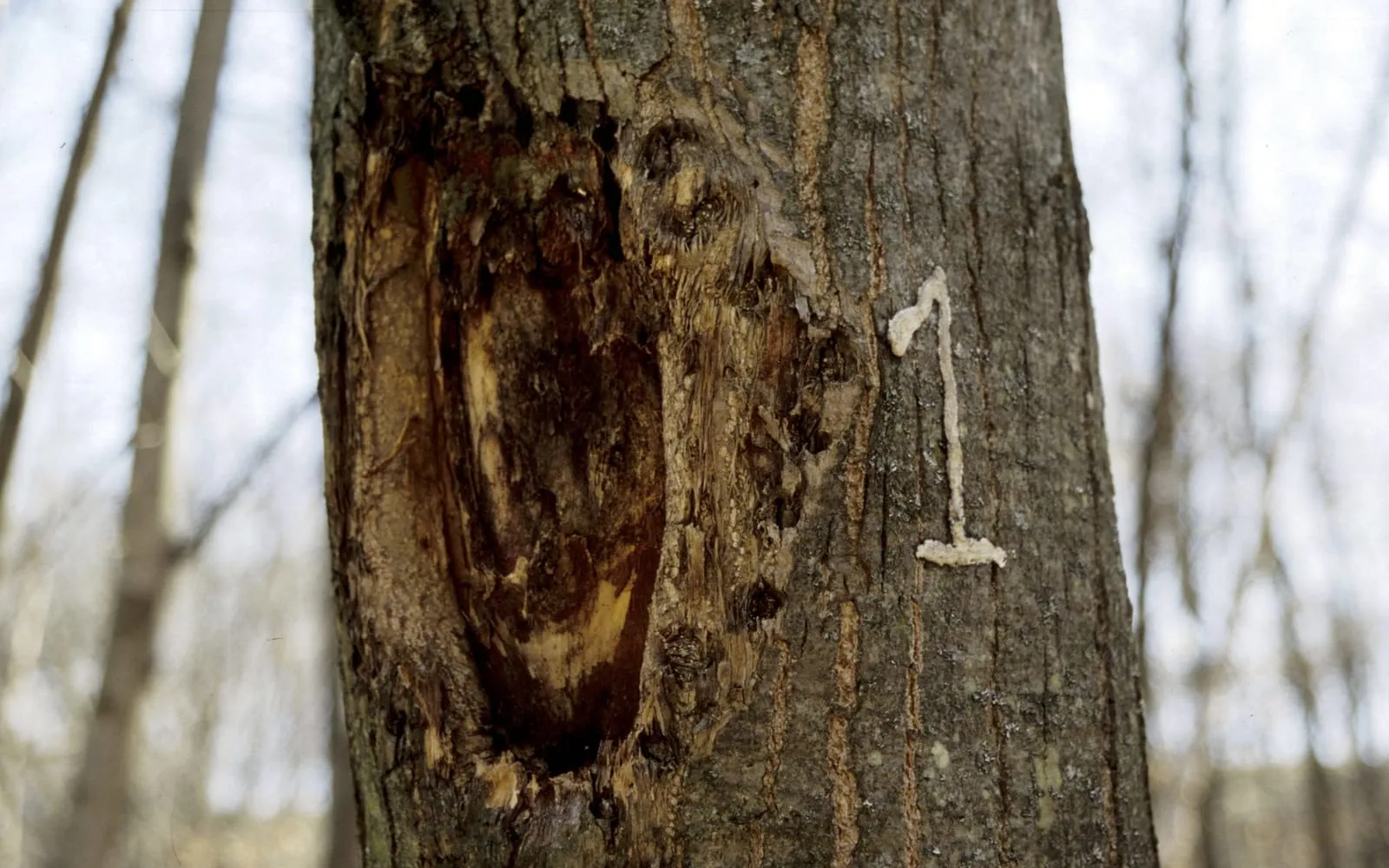 A sunken canker on a chestnut trunk where the bark has split and fallen away to expose stained wood, on a marked tree in winter woodland