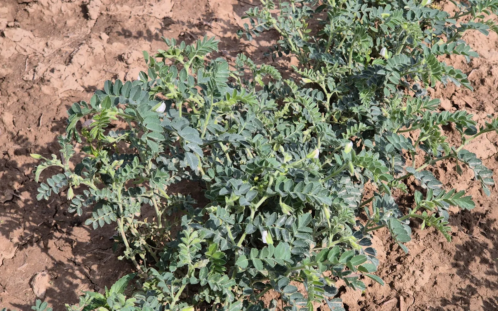 Chickpea plants growing in rows on bare soil, showing their feathery pinnate leaves