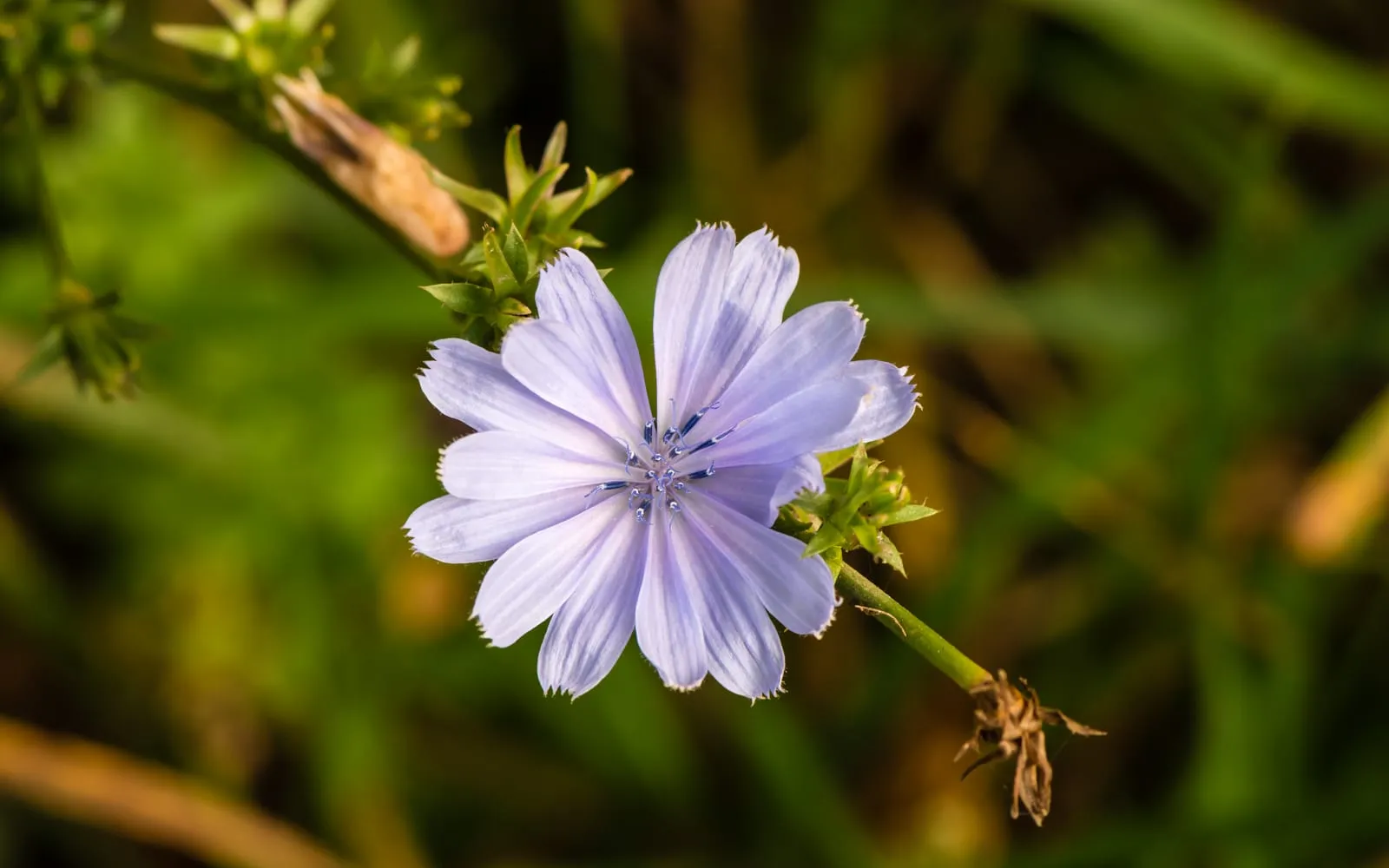 A single sky-blue chicory flower with fringed ray florets, held on a wiry stem