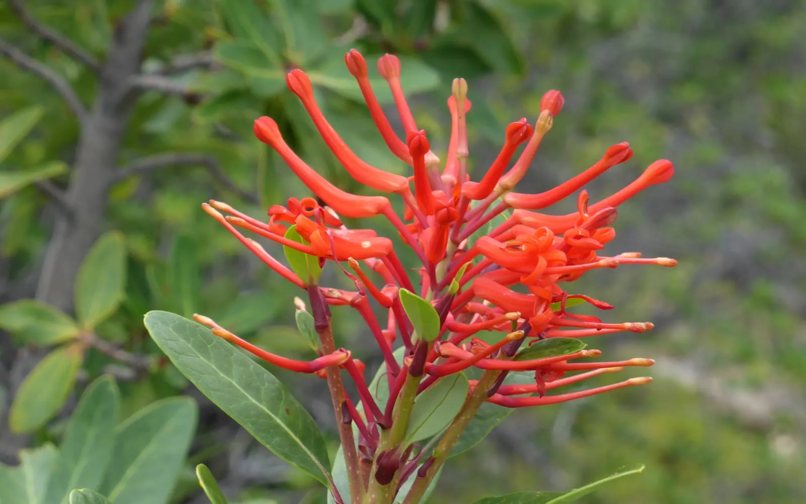A dense cluster of brilliant scarlet, tubular Chilean fire bush flowers among leathery dark green leaves