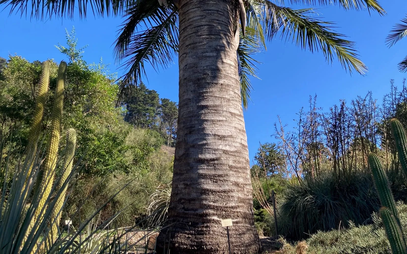 A mature Chilean wine palm with its massive smooth grey trunk and a crown of feathered fronds against blue sky