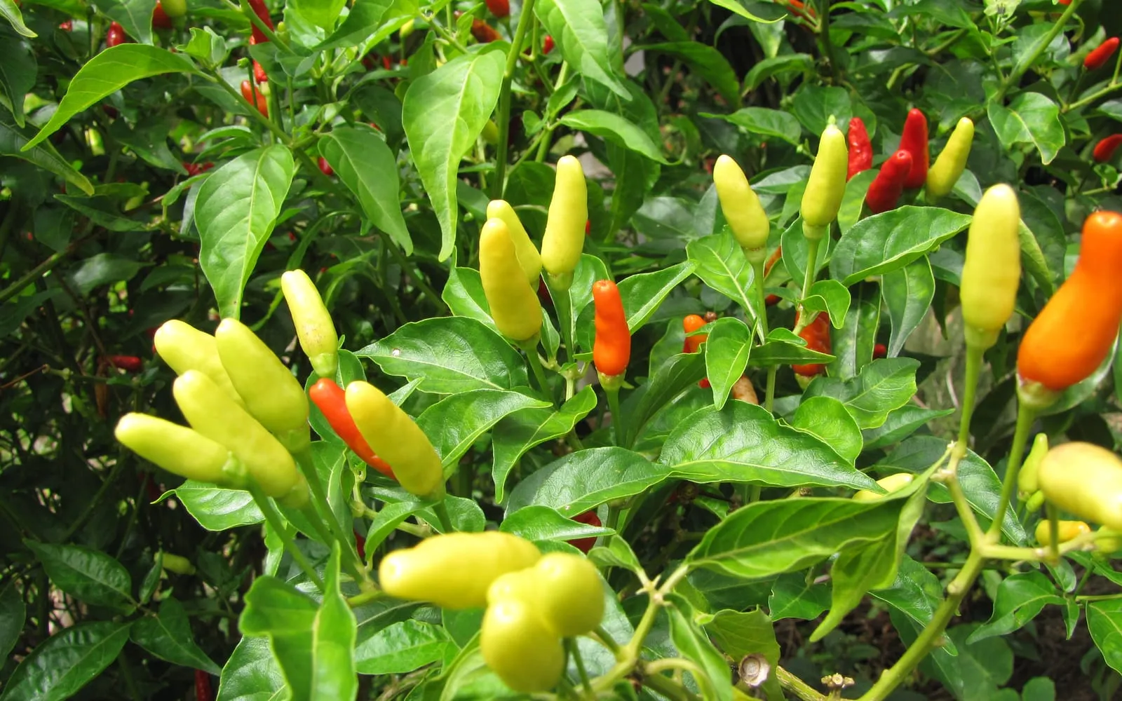 Chilli peppers ripening from pale yellow through orange to red on a bushy green plant