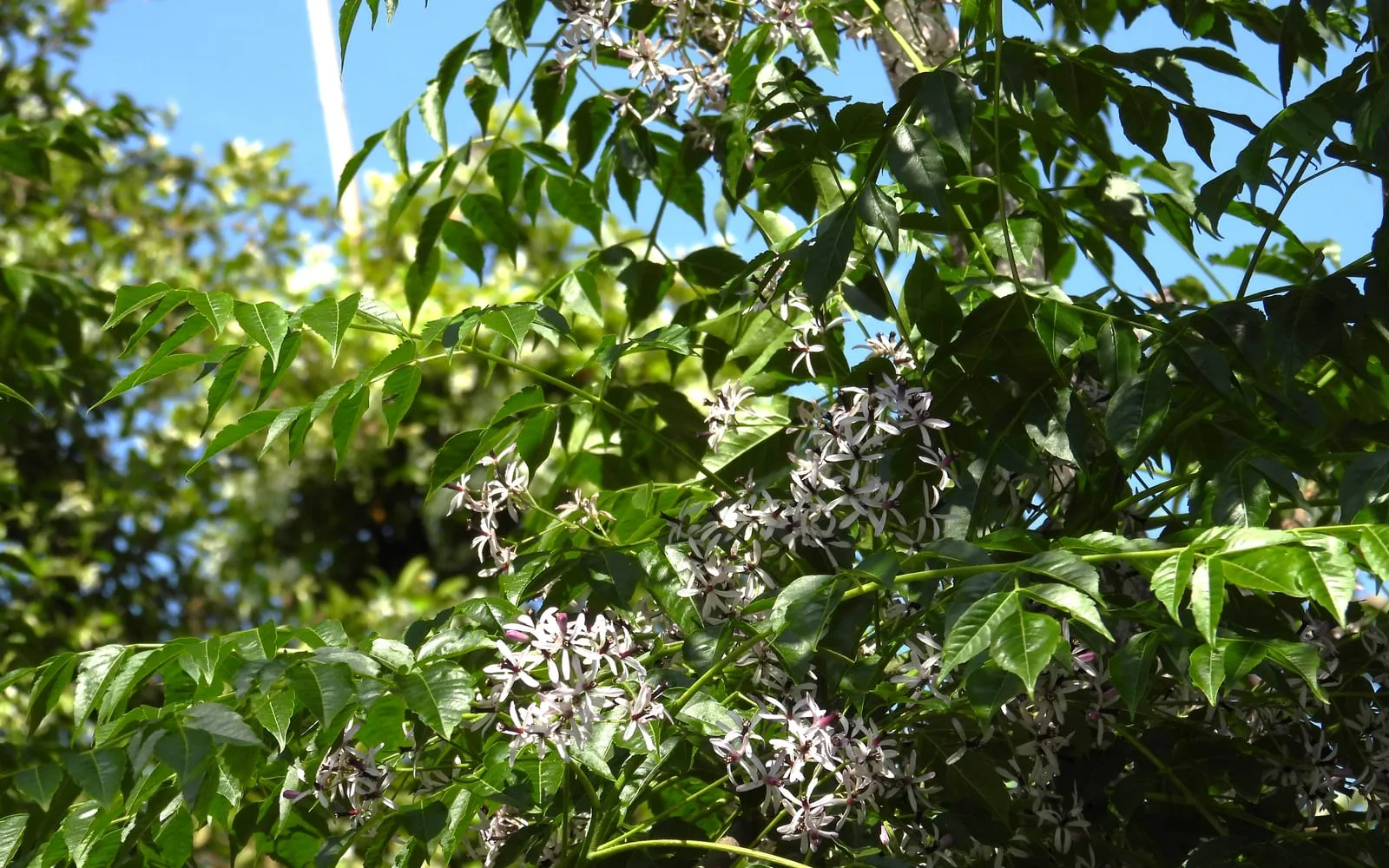 Chinaberry foliage, finely divided into many small leaflets, with sprays of lilac flowers