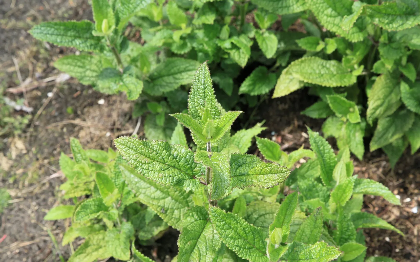 Chinese artichoke foliage in a bed, opposite pairs of puckered toothed leaves on square hairy stems