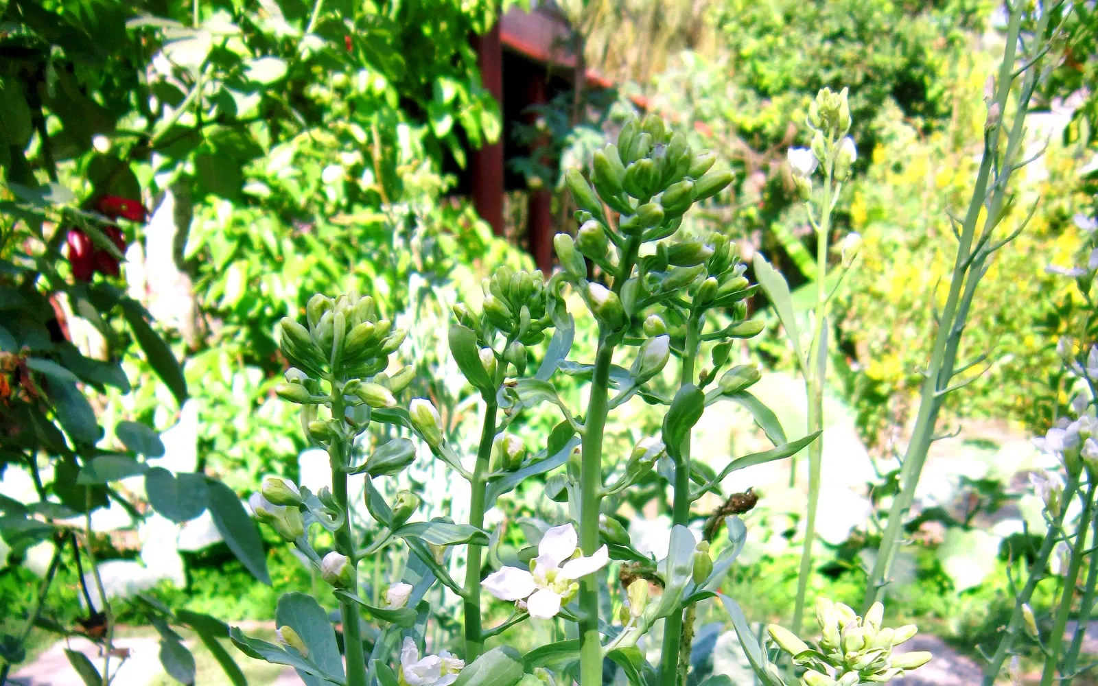 Chinese broccoli at cutting stage, tight green flower buds clustered on thick pale stems with the first white flowers opening