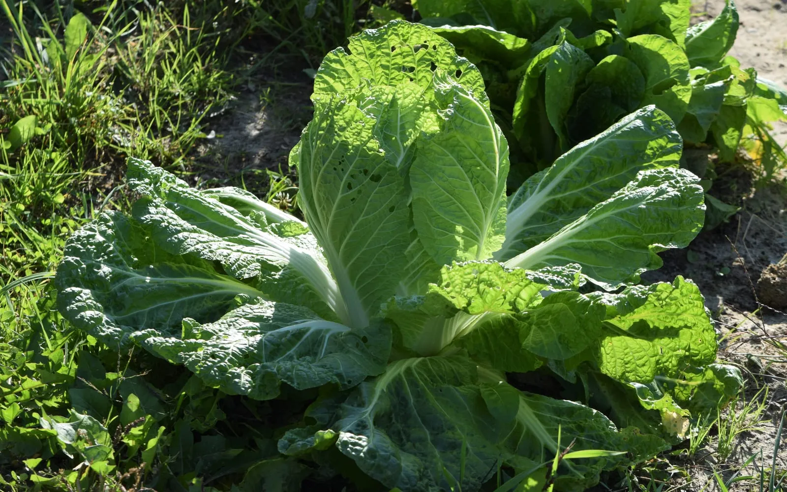 A Chinese cabbage forming its head in the ground, the white midribs showing through crinkled leaves