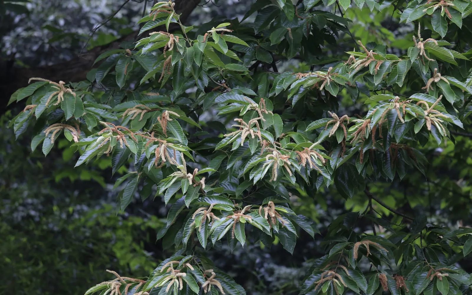 Chinese chestnut catkins hanging among long toothed leaves
