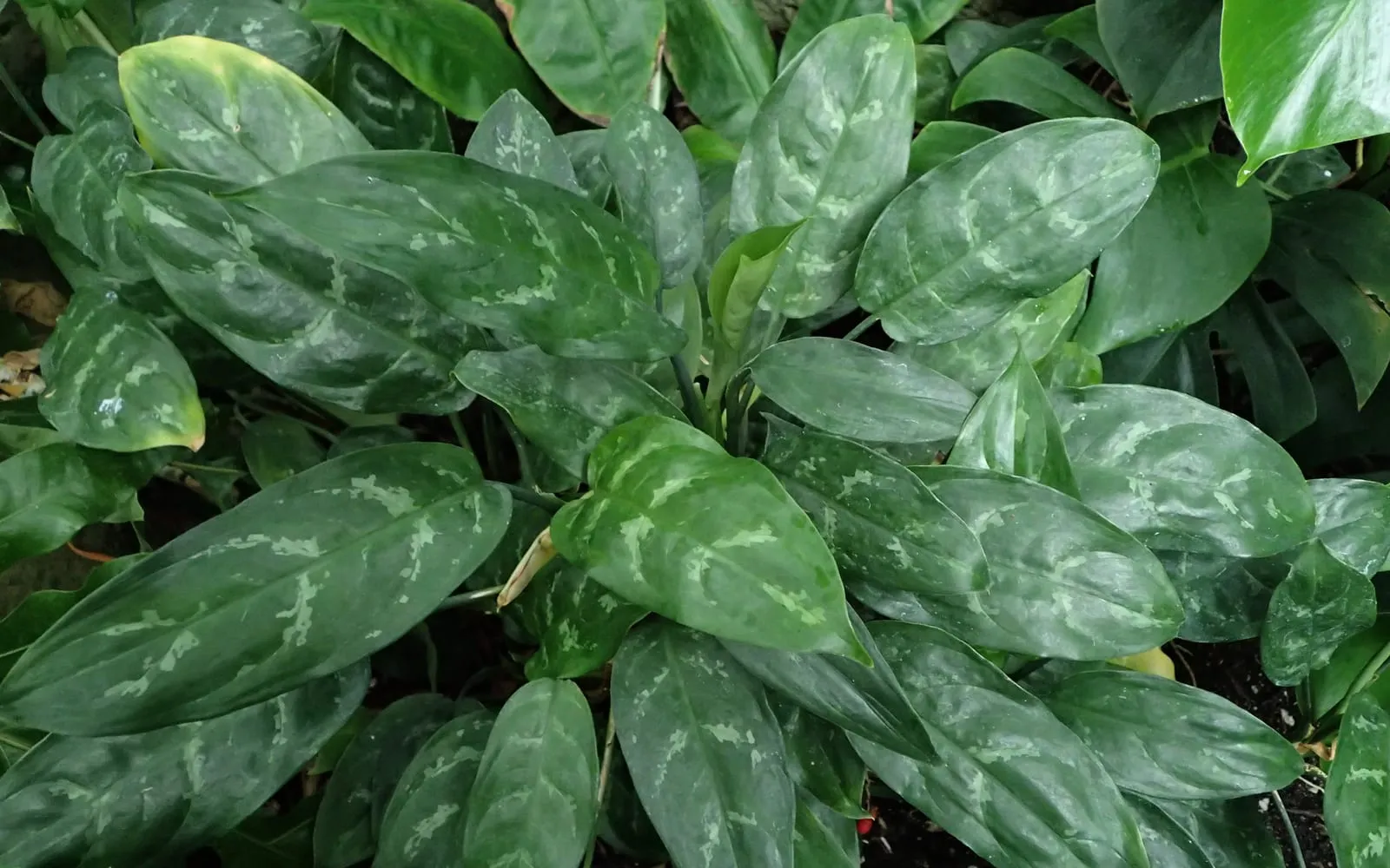 A clump of Chinese evergreen seen from above, its broad dark leaves marked with irregular silver-grey blotches along the veins