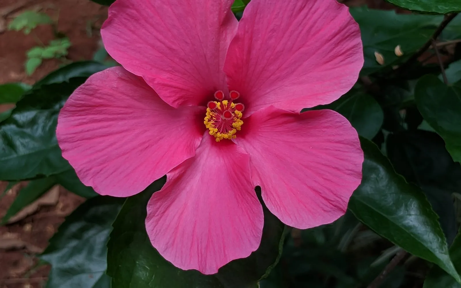 A deep pink hibiscus flower with a long staminal column projecting from the centre