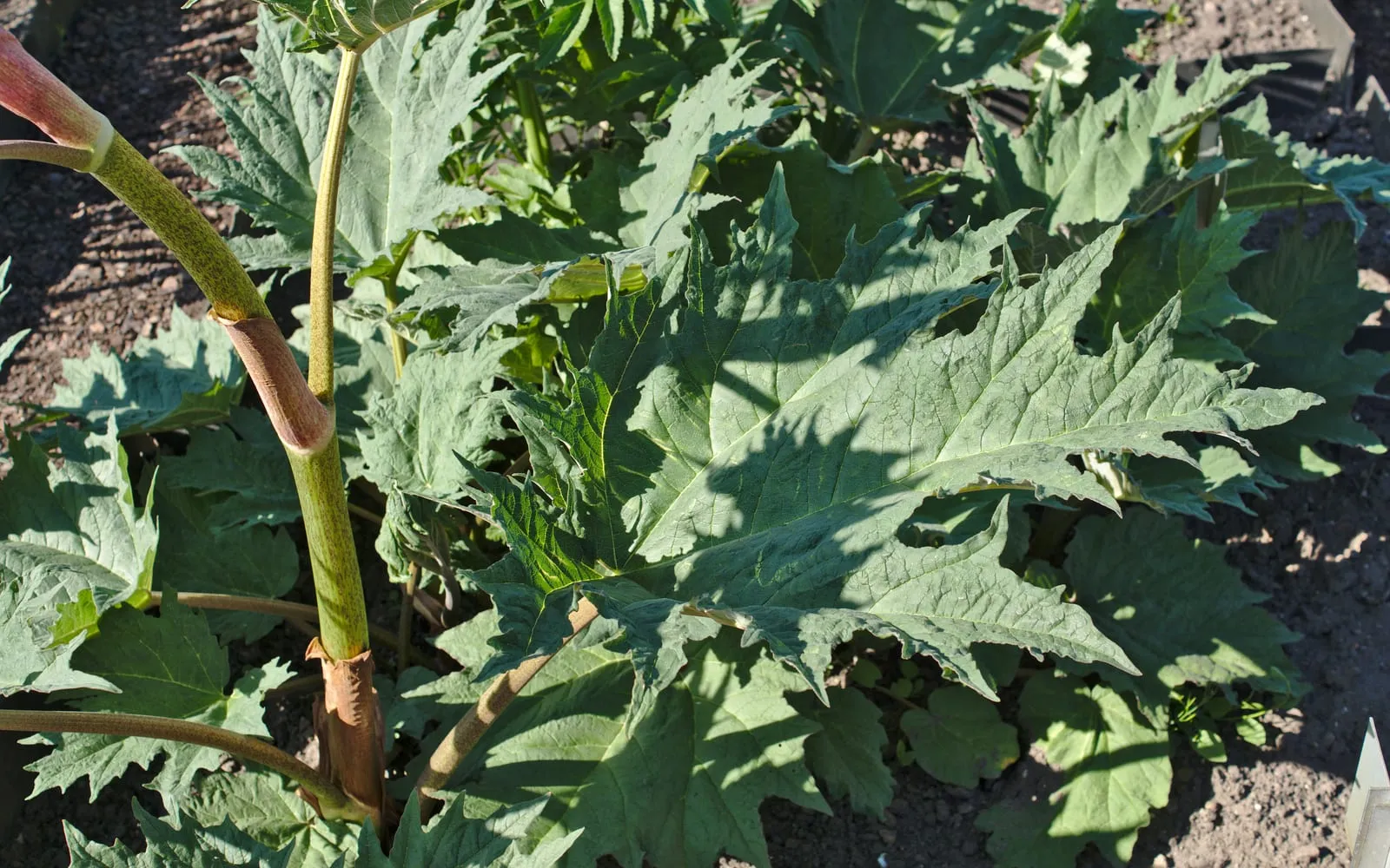 A Chinese rhubarb plant in a physic garden, its deeply cut palmate leaves on stout stalks