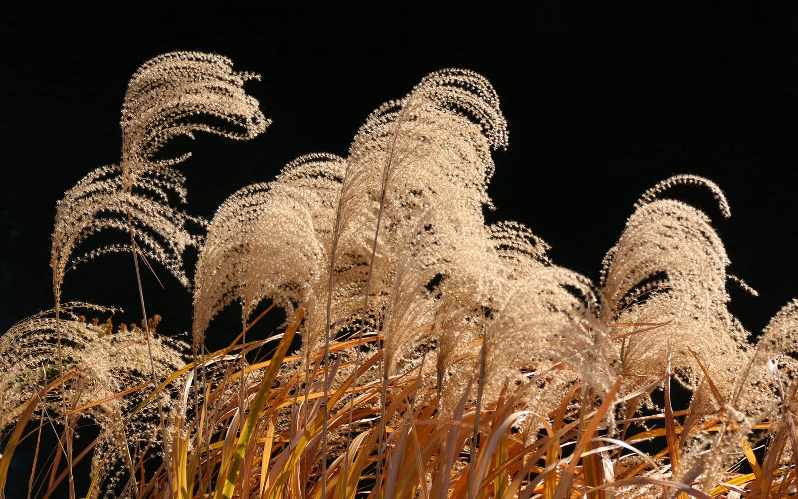 Backlit, feathery cream plumes of Chinese silver grass arching above dried winter foliage