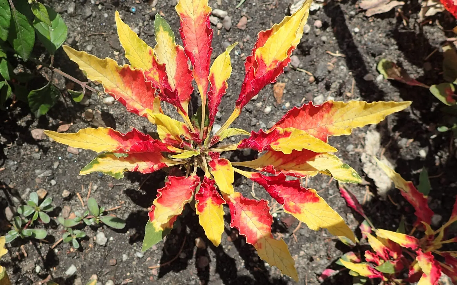 A rosette of Amaranthus tricolor with the leaves splashed scarlet and yellow, the ornamental form of the species